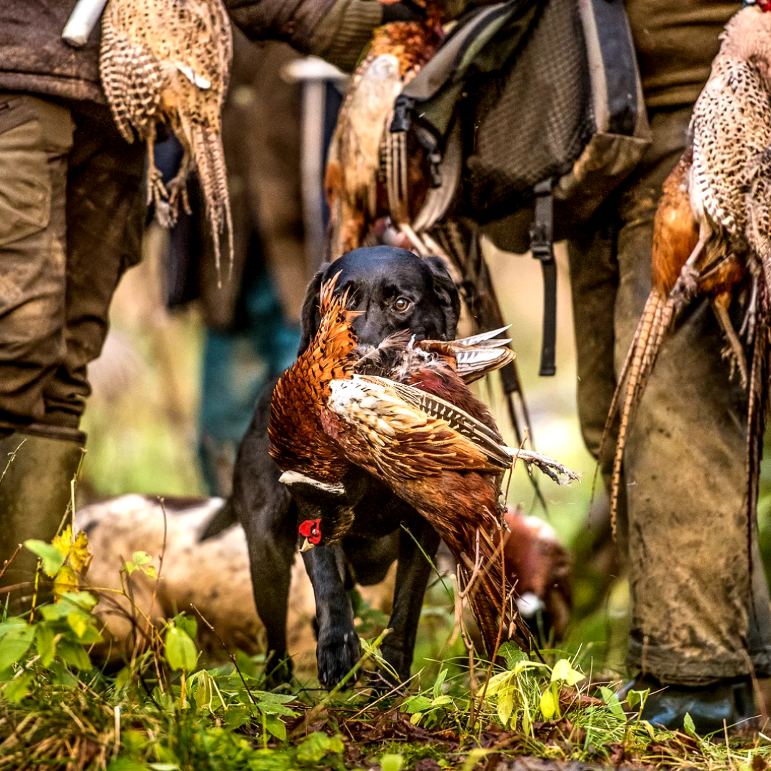 Tandoori Pheasant Kebabs