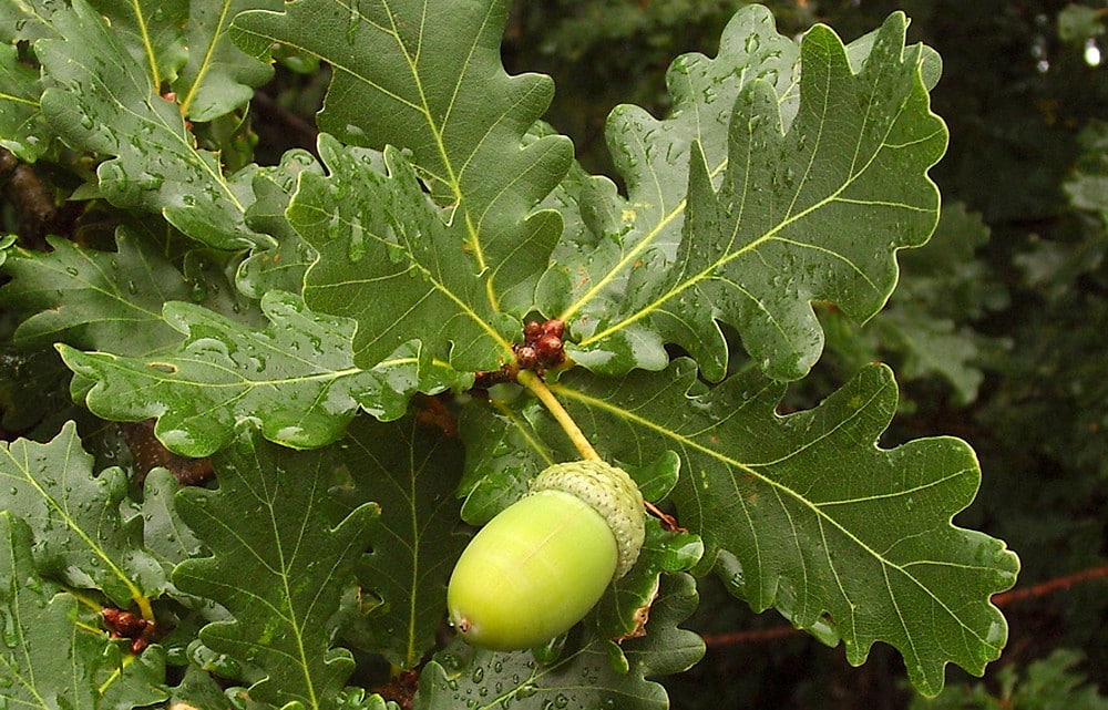 English Oak