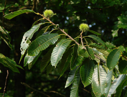 Chestnut Charcoal