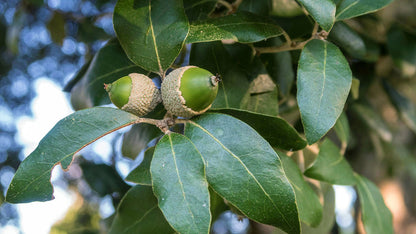 Holm Oak